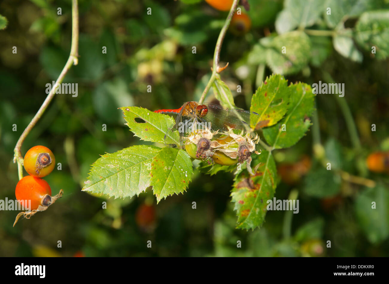 Dard commun repose sur le mûrissement d'églantier. Banque D'Images