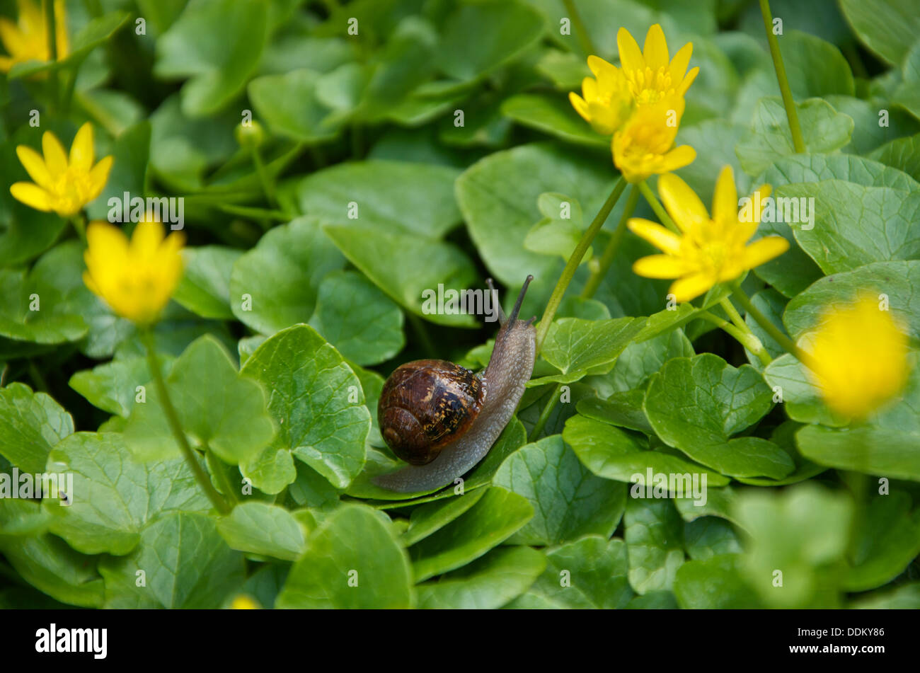 Un escargot glisse sur les feuilles des Celandines jaune Banque D'Images