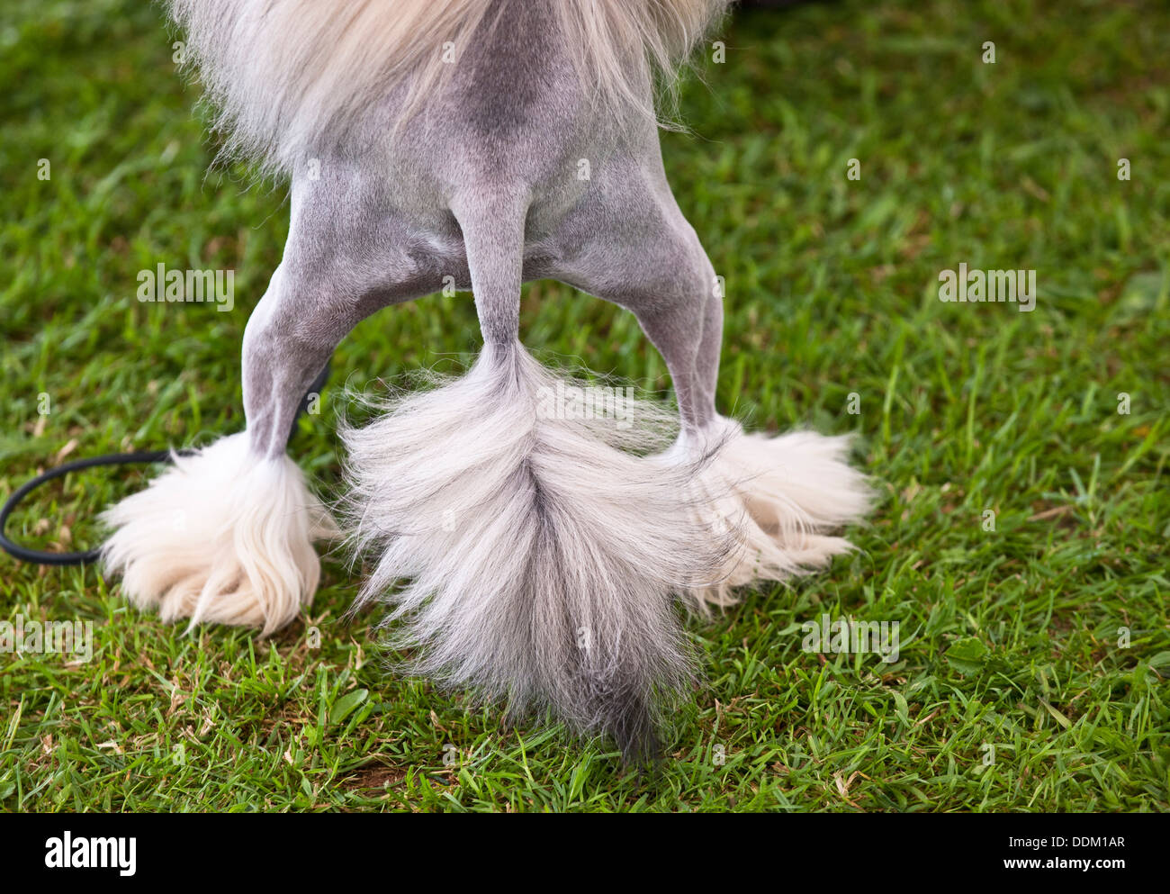 Arrière Chien Chinois à Crête Banque D'Images