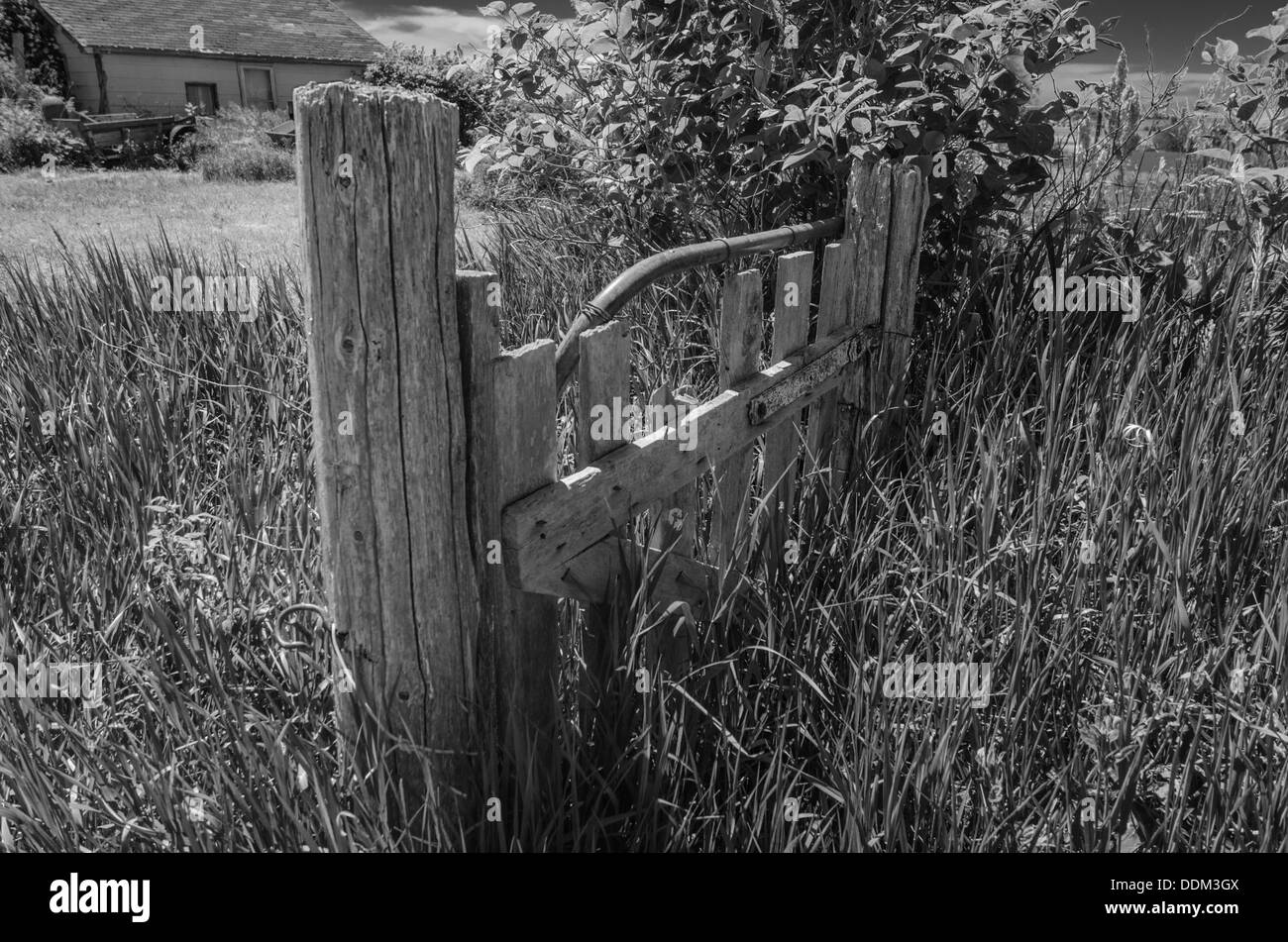 Vieux bois envahi par la poste avec gate sur ferme abandonnée. Banque D'Images