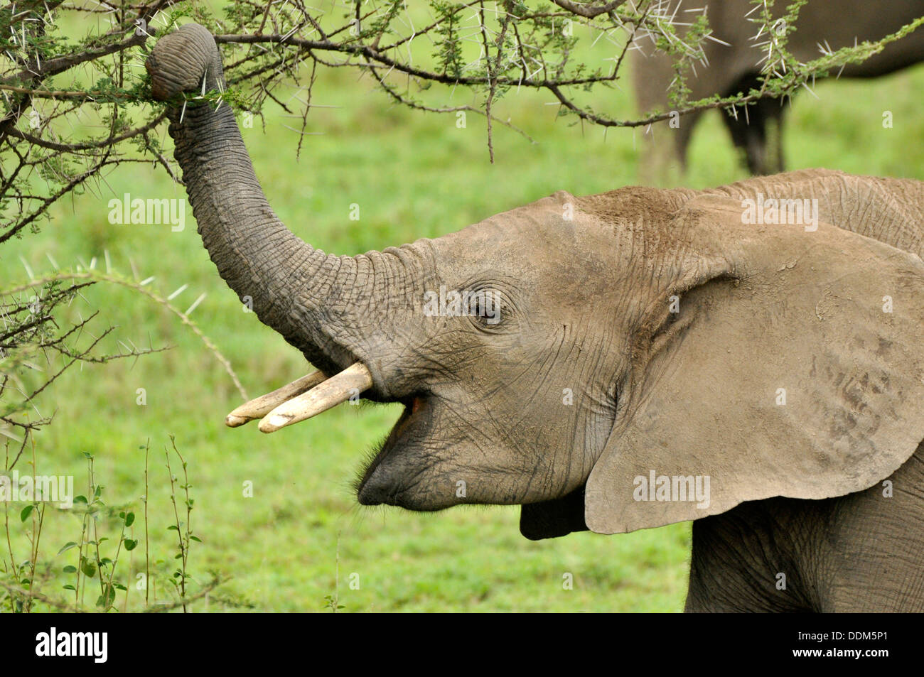 Les jeunes éléphants mâles mangeant des épines. Collection de la Tanzanie Banque D'Images