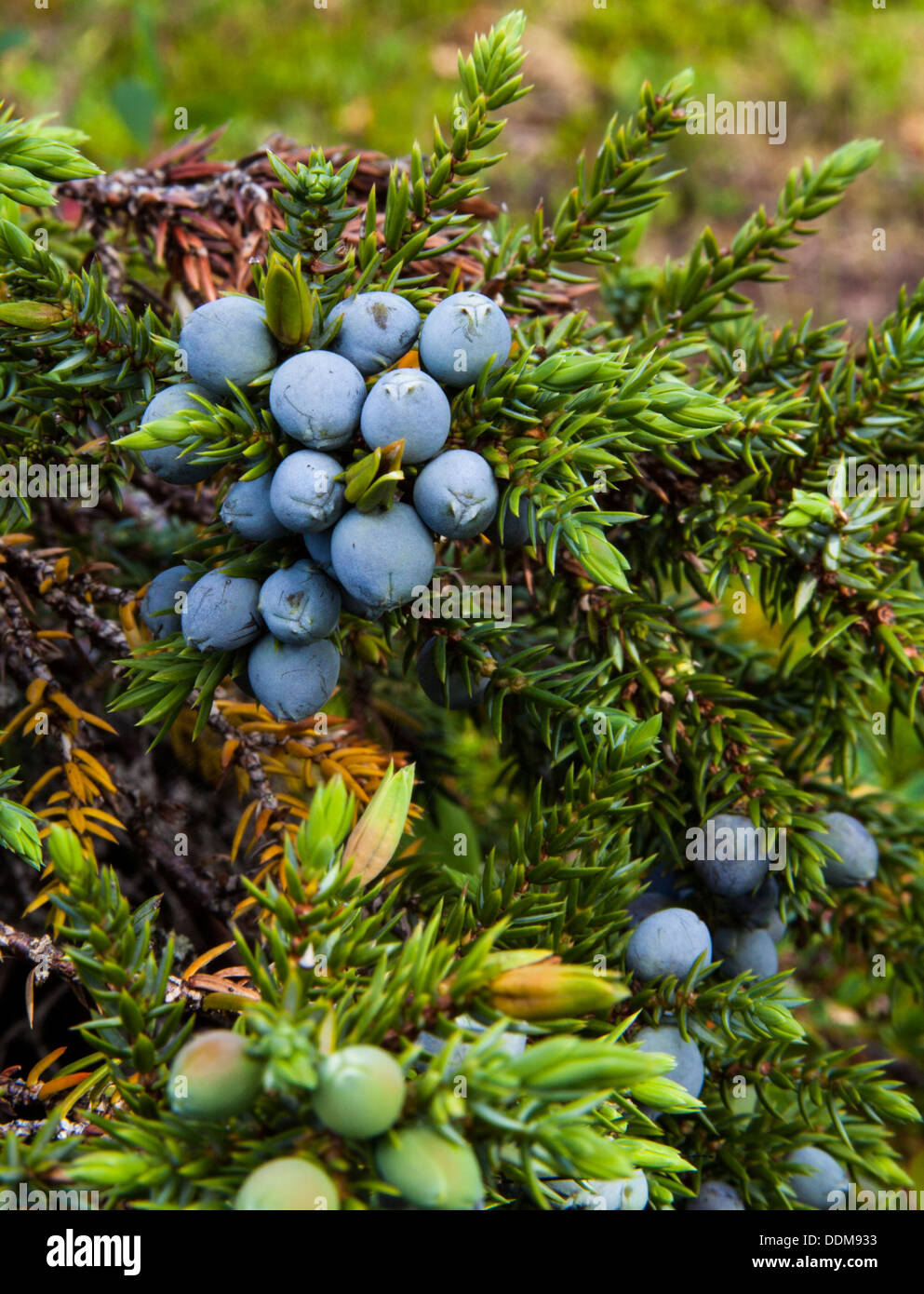 Le genévrier commun (Juniperus communis) branches et petits fruits Banque D'Images