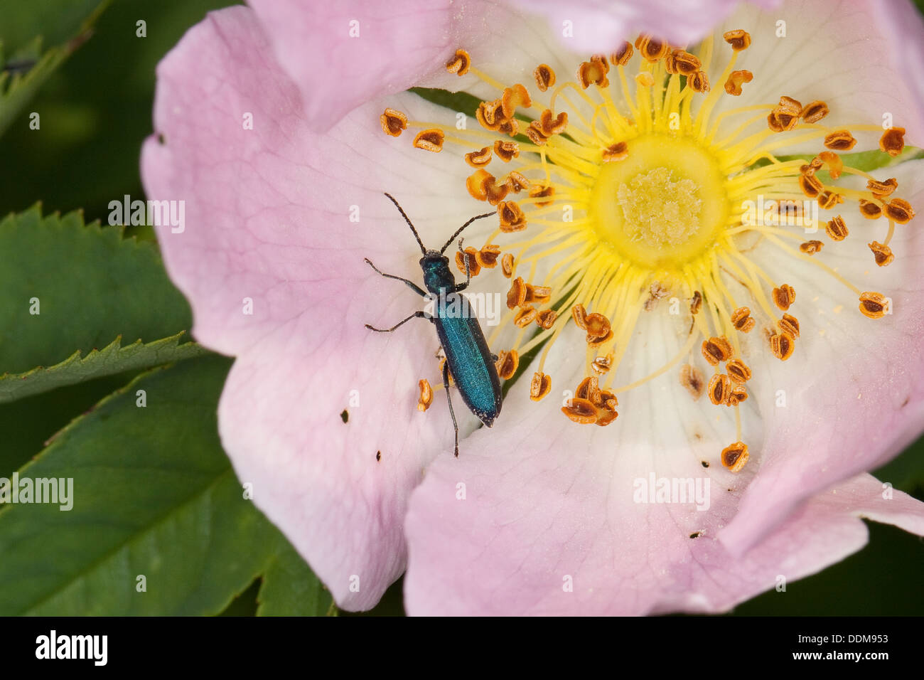 Beetle nourrissant le pollen, Beetle à pattes épaisses, Blauer Scheinbockkäfer, Ischnomera spec., Asclera spec., Oedemeridae Banque D'Images