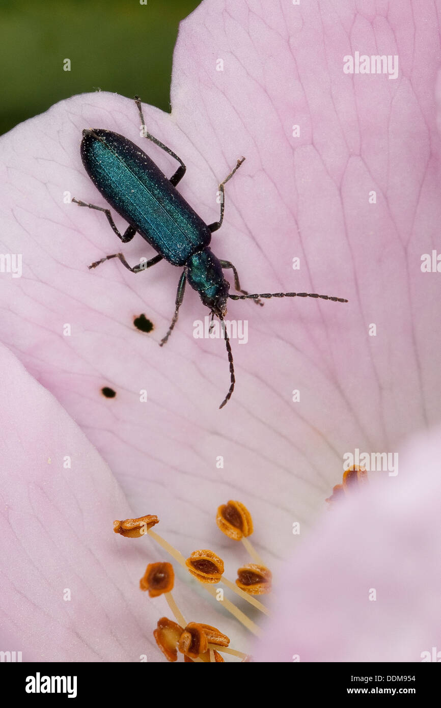 Beetle nourrissant le pollen, Beetle à pattes épaisses, Blauer Scheinbockkäfer, Ischnomera spec., Asclera spec., Oedemeridae Banque D'Images