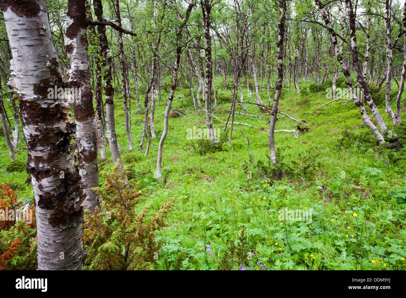 Boreal Birch Forest de Kilpisjärvi, Finlande Banque D'Images