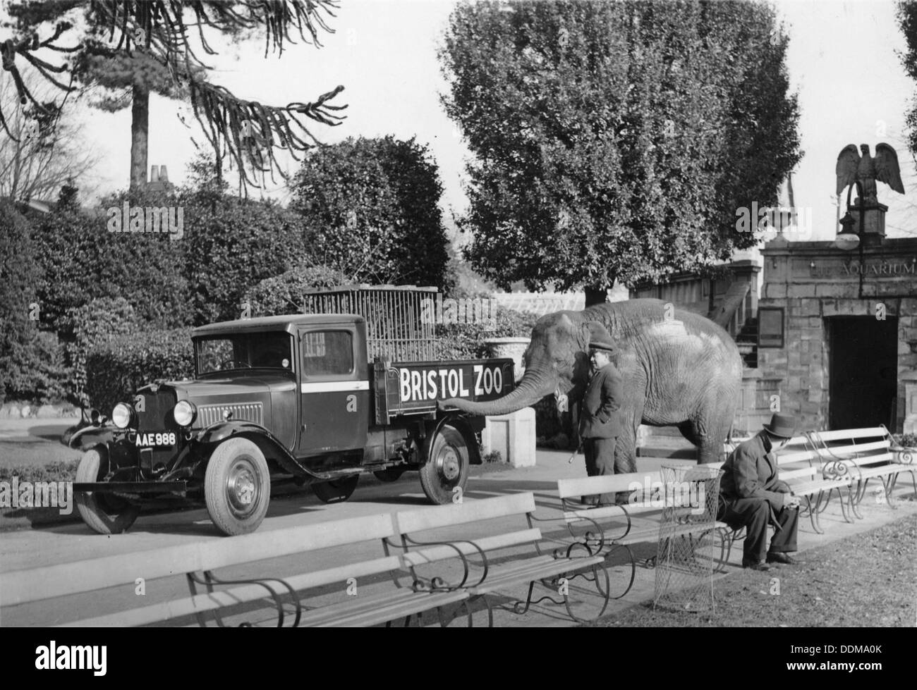 1934 Bedford 30cwt WS chariot avec un éléphant au zoo de Bristol, (c1934 ?). Artiste : Inconnu Banque D'Images