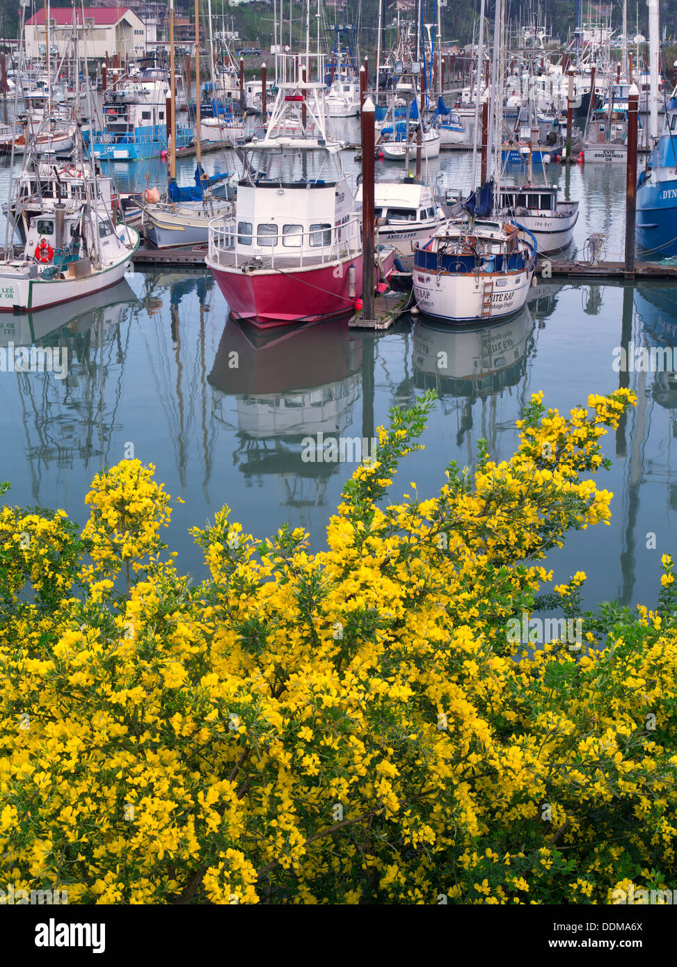 Les bateaux de pêche et la floraison l'ajonc. Port de Brookings, Brookings, Oregon. Banque D'Images