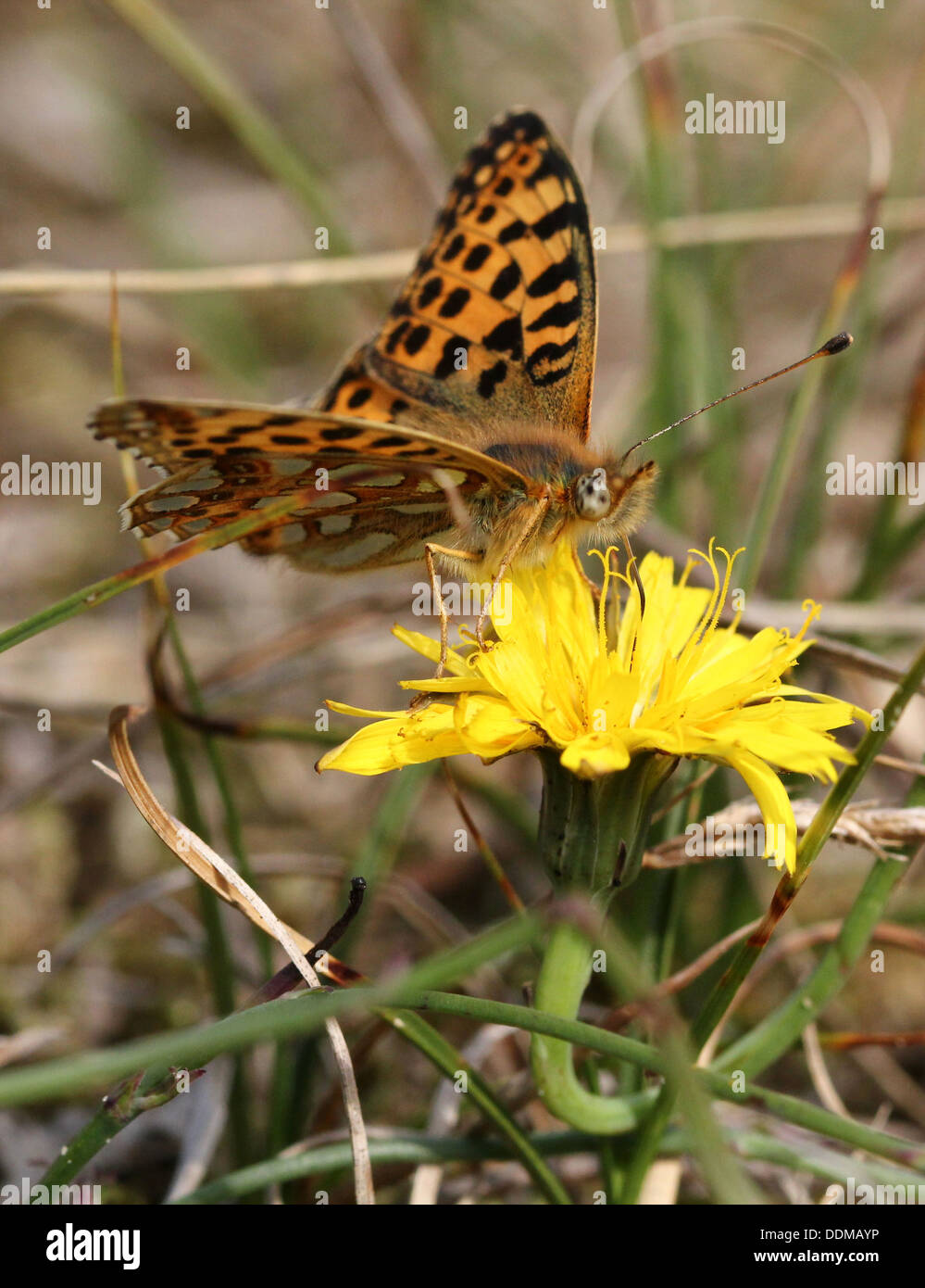 Close-up d'une reine d'Espagne (Issoria lathonia Fritillary butterfly) Banque D'Images