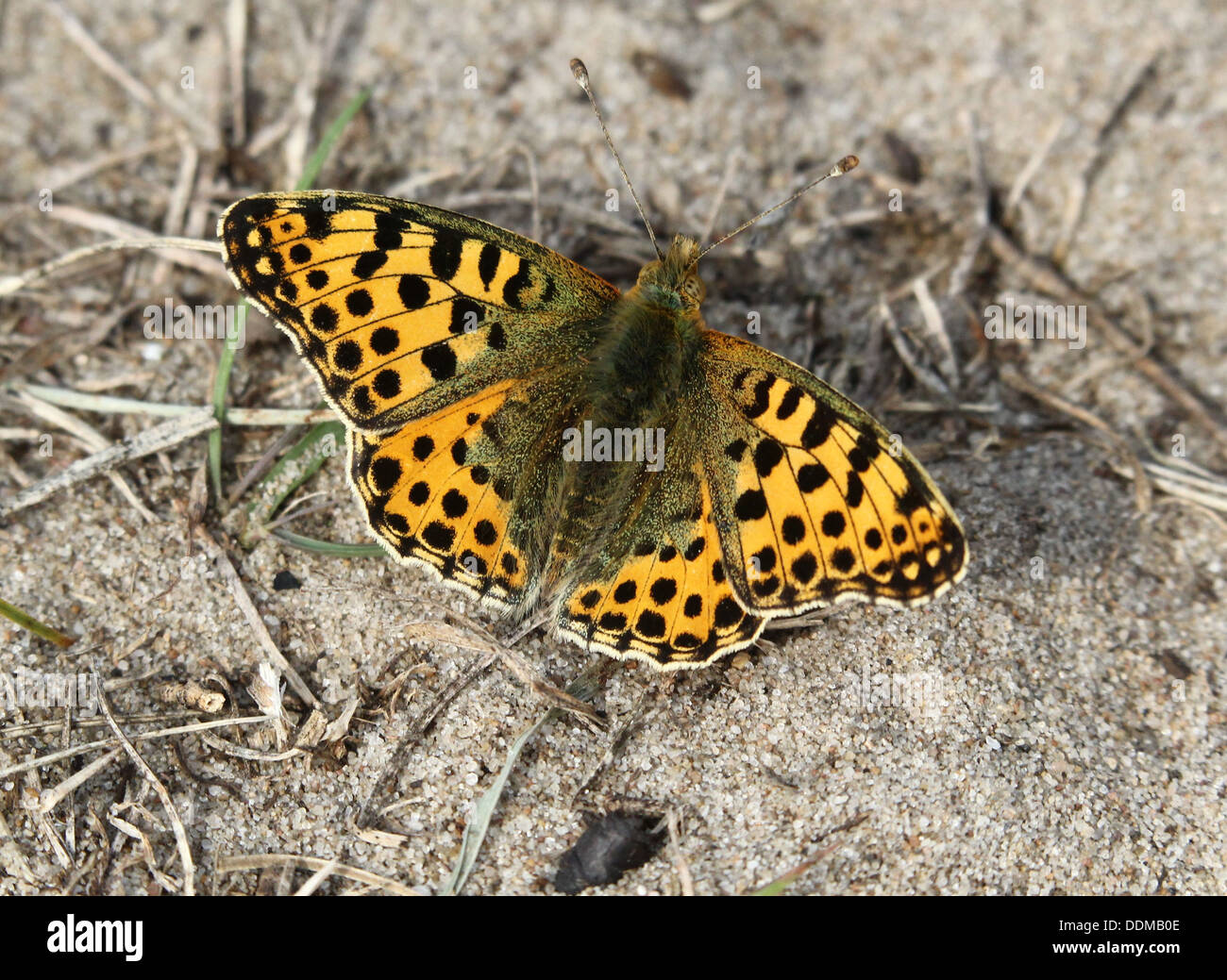 Close-up d'une reine d'Espagne (Issoria lathonia Fritillary butterfly) posant sur le sol en été Banque D'Images