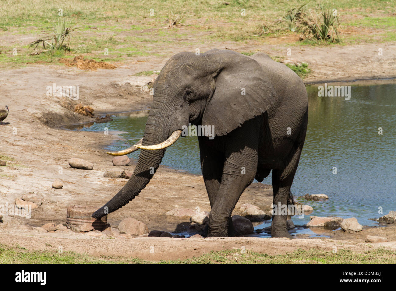Homme éléphant africain (Loxodonta africana) par point d'eau Banque D'Images