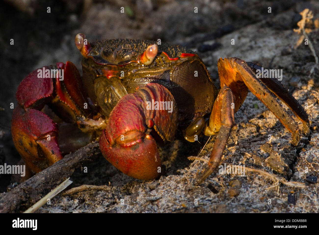 Crabe de mangrove (alias crabe de boue) - (Scylla serrata) Banque D'Images