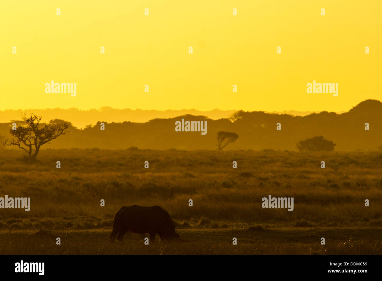 Le rhinocéros blanc (Ceratotherium simum), au coucher du soleil, la zone humide d'Isimangaliso (Sainte-Lucie), Afrique du Sud Banque D'Images