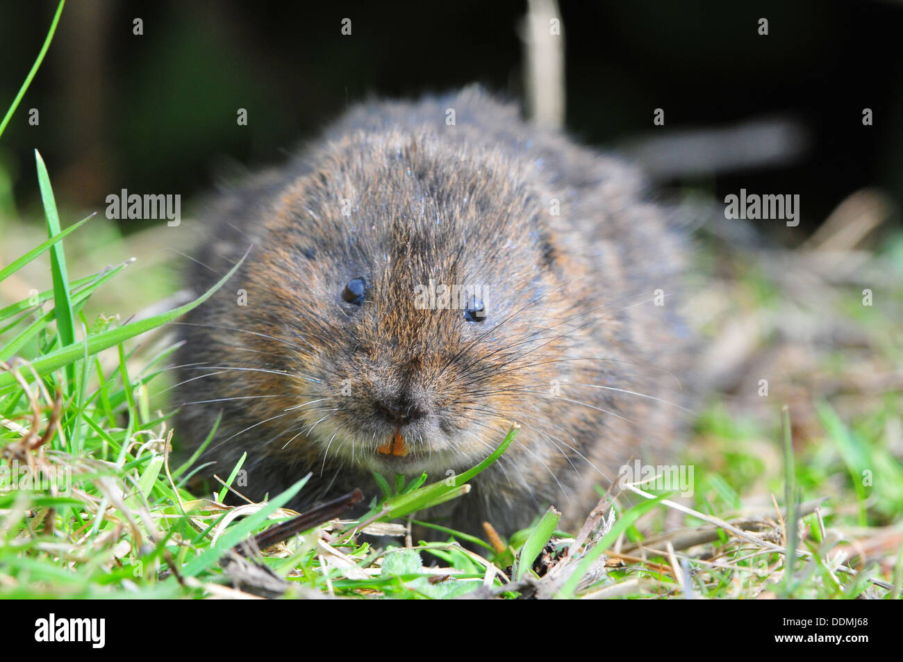 Le Campagnol de l'eau Banque D'Images