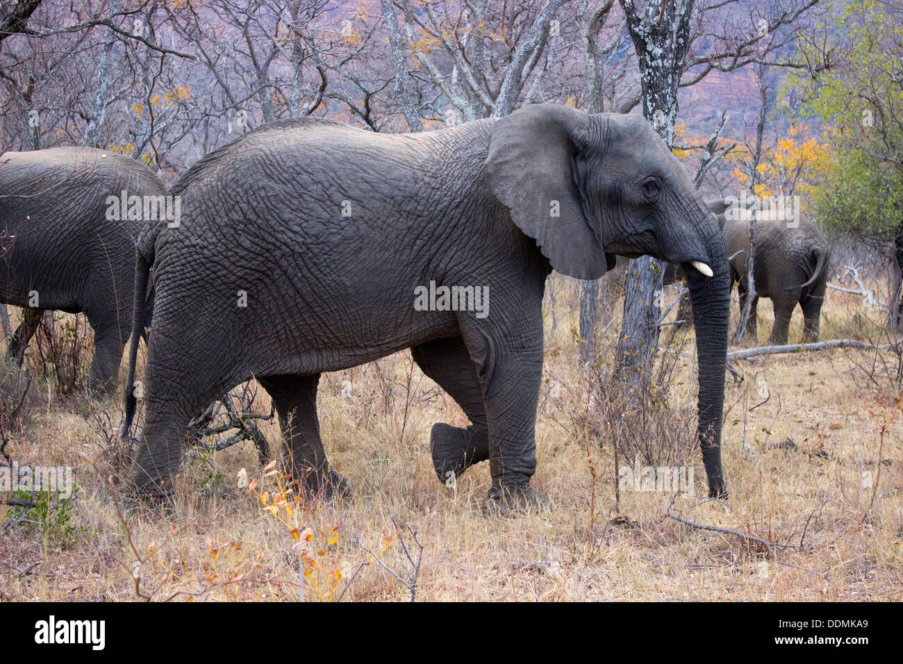 Un groupe d'éléphants sur Safari en Afrique du Sud Banque D'Images