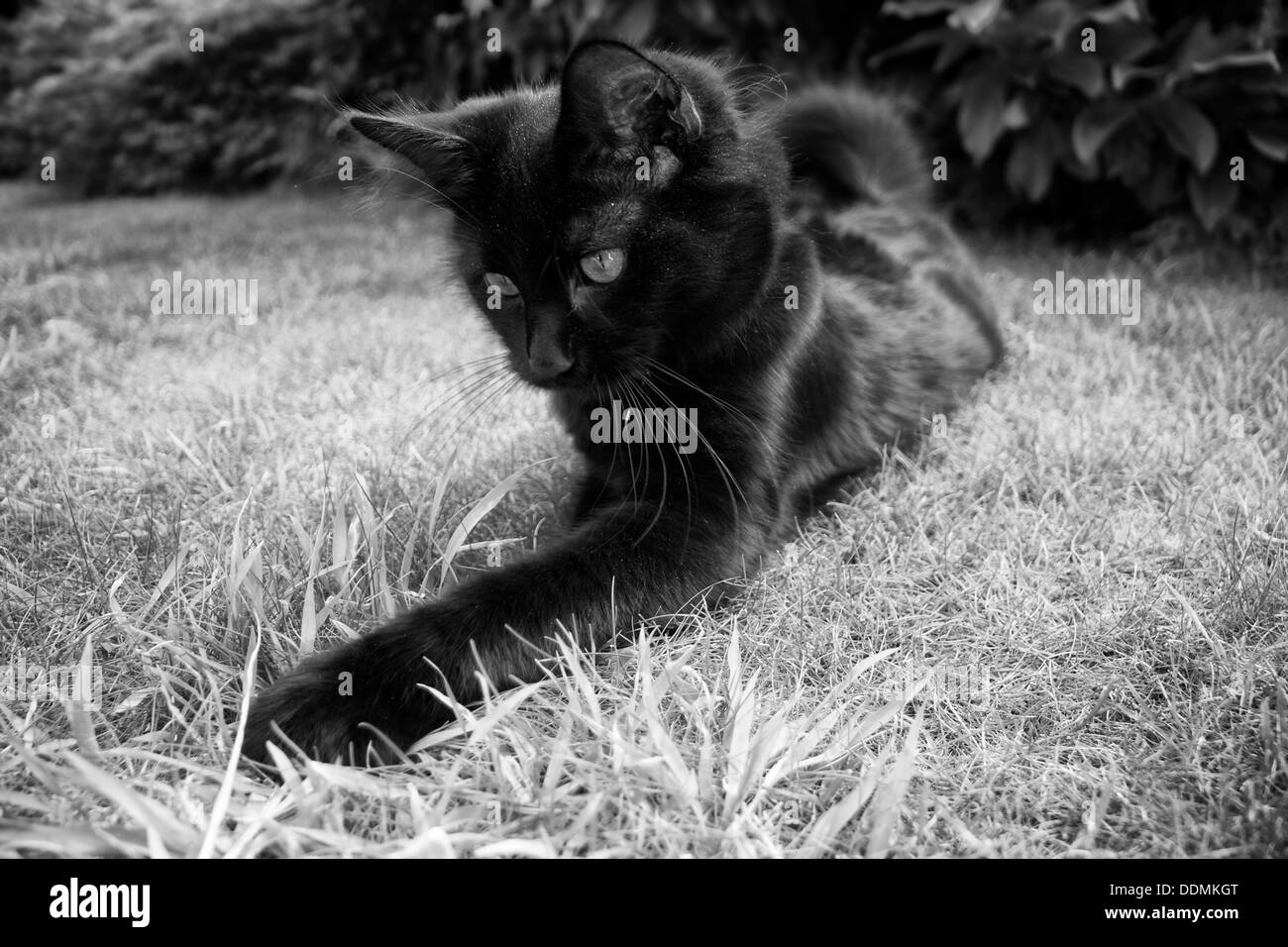 Chat noir chasse Sid Banque D'Images