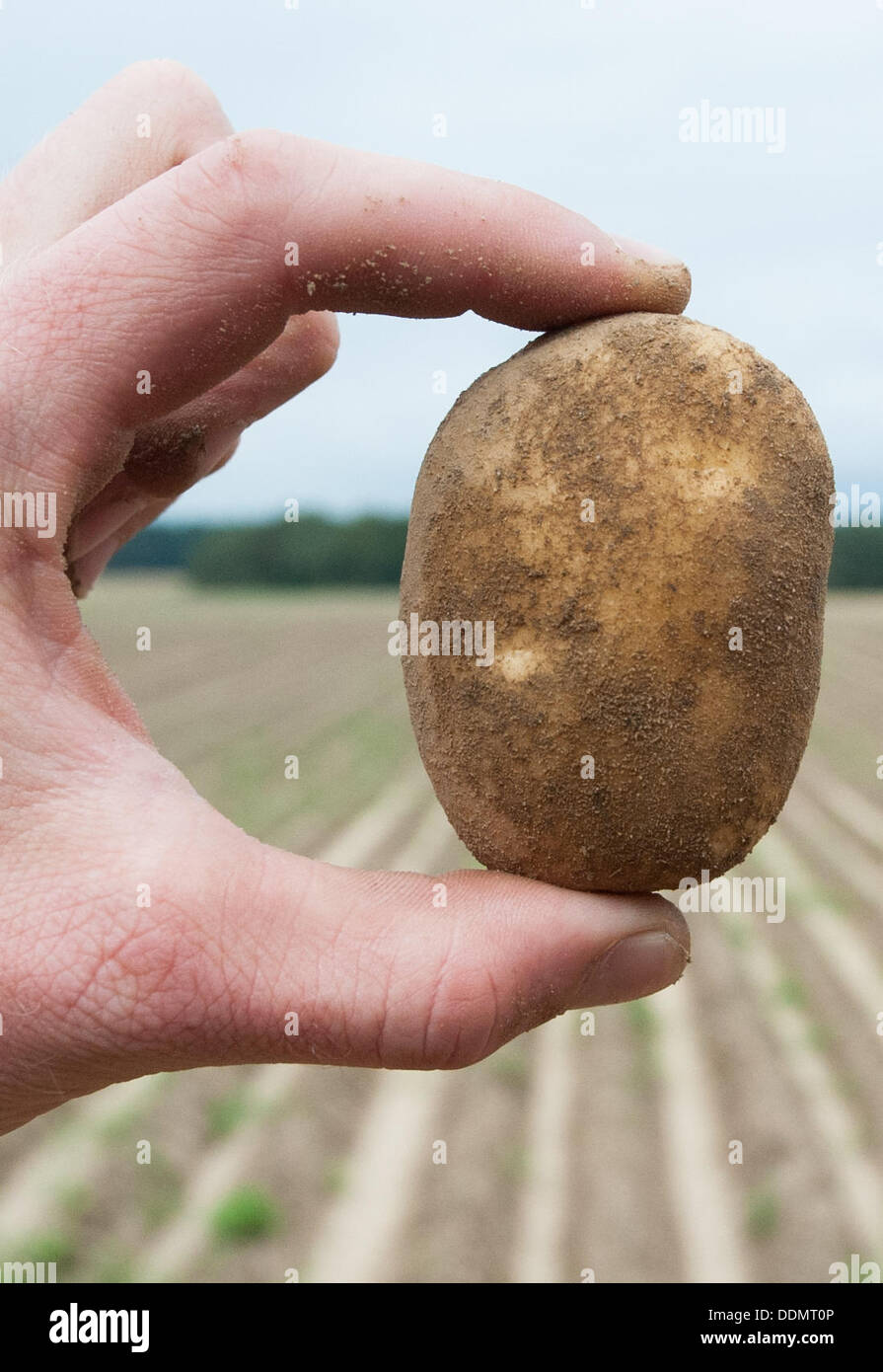 Wriedel, Allemagne. Le 04 août, 2013. Un agriculteur présente une pomme de terre fraîchement récoltés sur un champ près de Wriedel, Allemagne, 04 septembre 2013. Photo : Philipp Schulze/dpa/Alamy Live News Banque D'Images