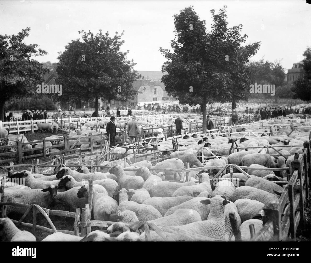 Juste des moutons à East Ilsley, Berkshire, c1860-c1922. Artiste : Henry Taunt Banque D'Images