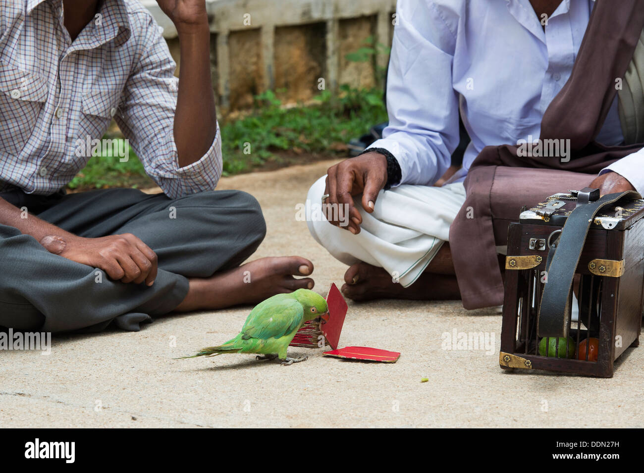 Parrot l'astrologie. L'astrologue indien street / Fortune Teller d'un perroquet. L'Andhra Pradesh, Inde Banque D'Images