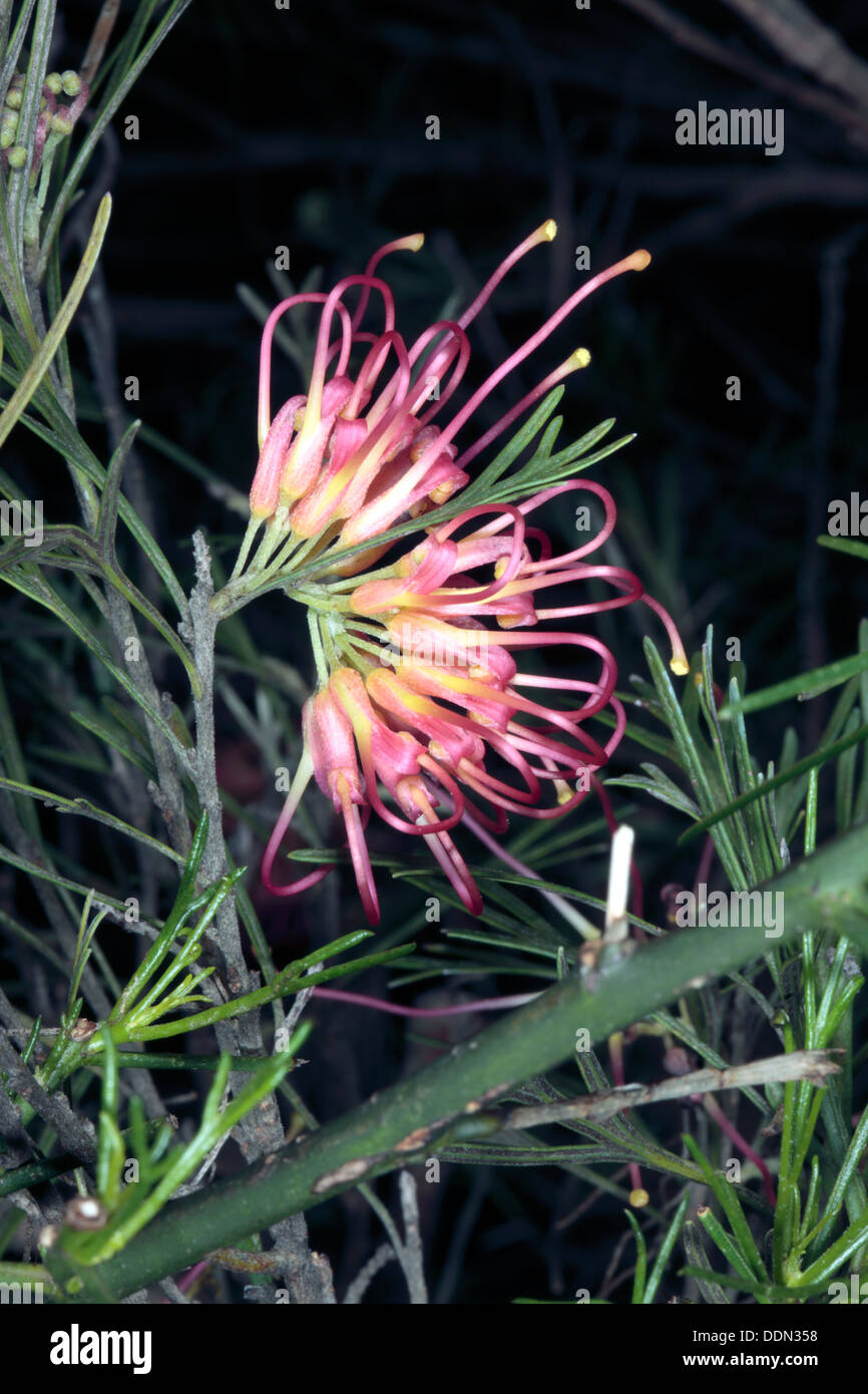 Close-up de Grevillea Grevillea thelemanniana hybeid - fleurs x G. juniperina variation sulphurea - famille des Protéacées Banque D'Images
