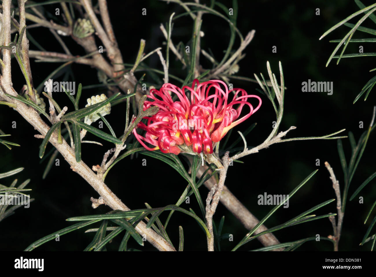 Close-up de Grevillea fleurs - famille des Protéacées Banque D'Images