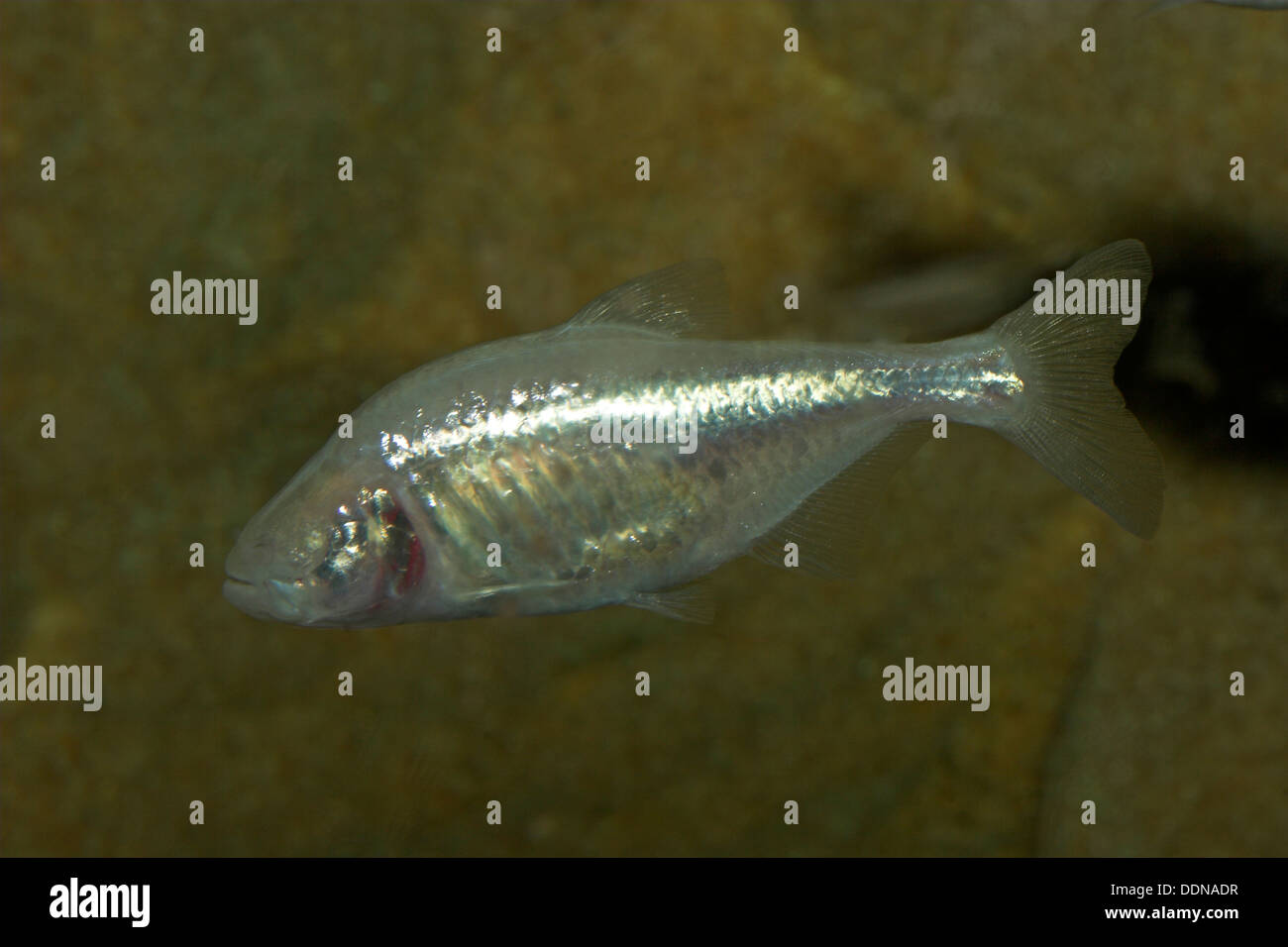 Cavefish Höhlensalmler Blinder, aveugle, Astyanax mexicanus mexicanus, Astyanax fasciatus, Anoptichthys jordani, Höhlenfisch Banque D'Images