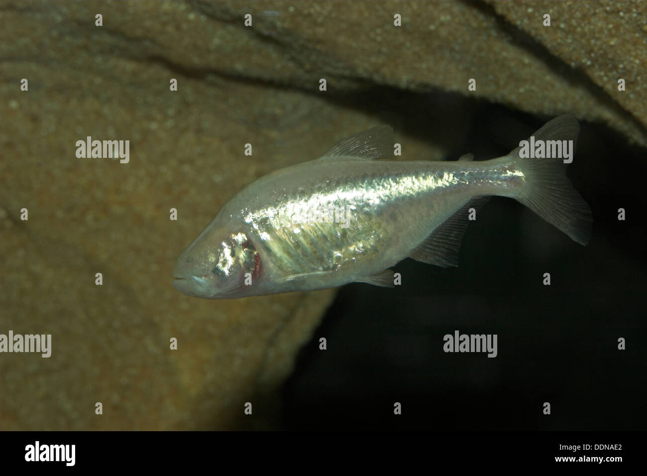 Cavefish Höhlensalmler Blinder, aveugle, Astyanax mexicanus mexicanus, Astyanax fasciatus, Anoptichthys jordani, Höhlenfisch Banque D'Images