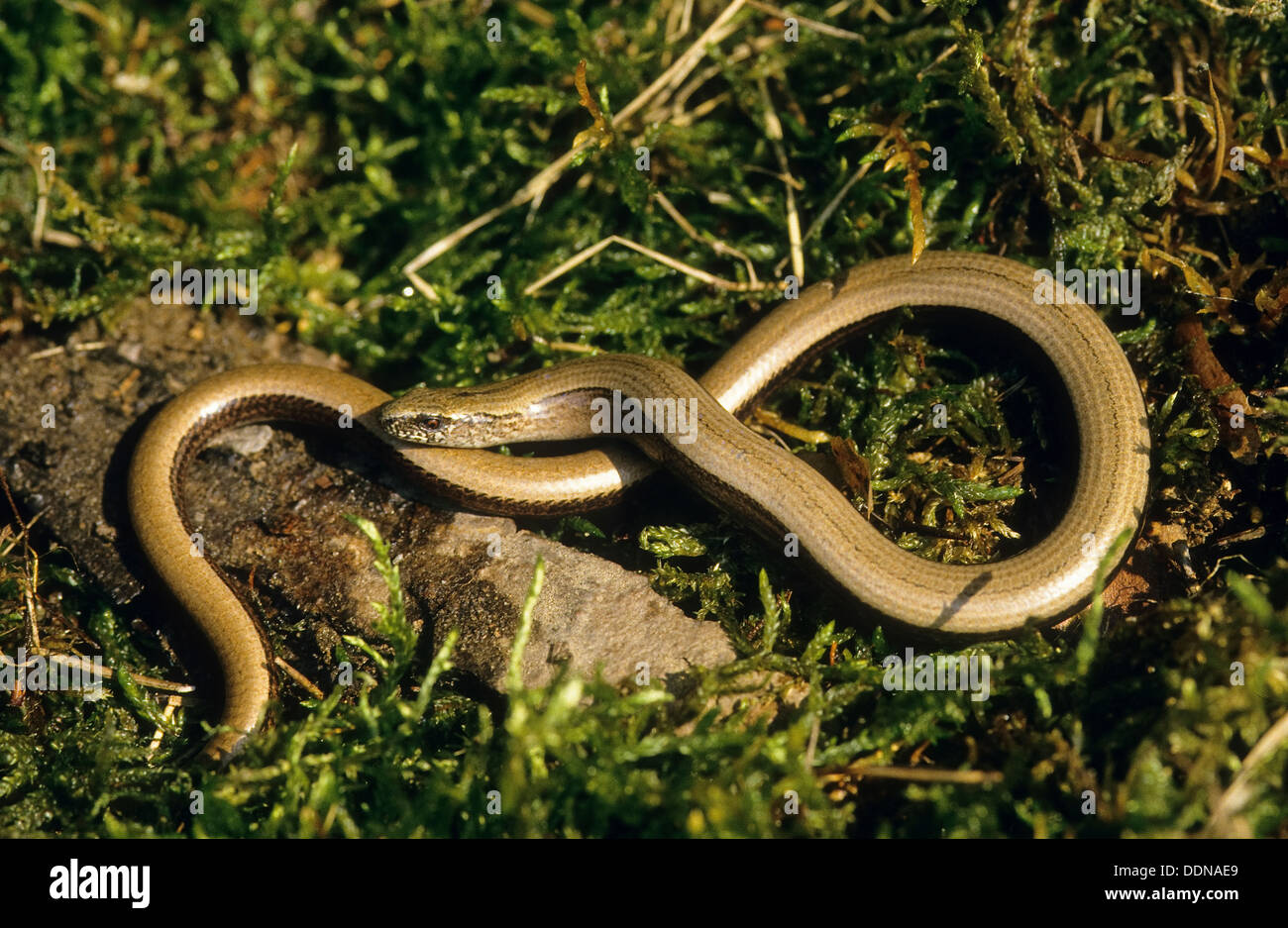 Ver lent européenne, blindworm, Blindschleiche Blind-Schleiche Schleiche,,, Anguis fragilis Banque D'Images