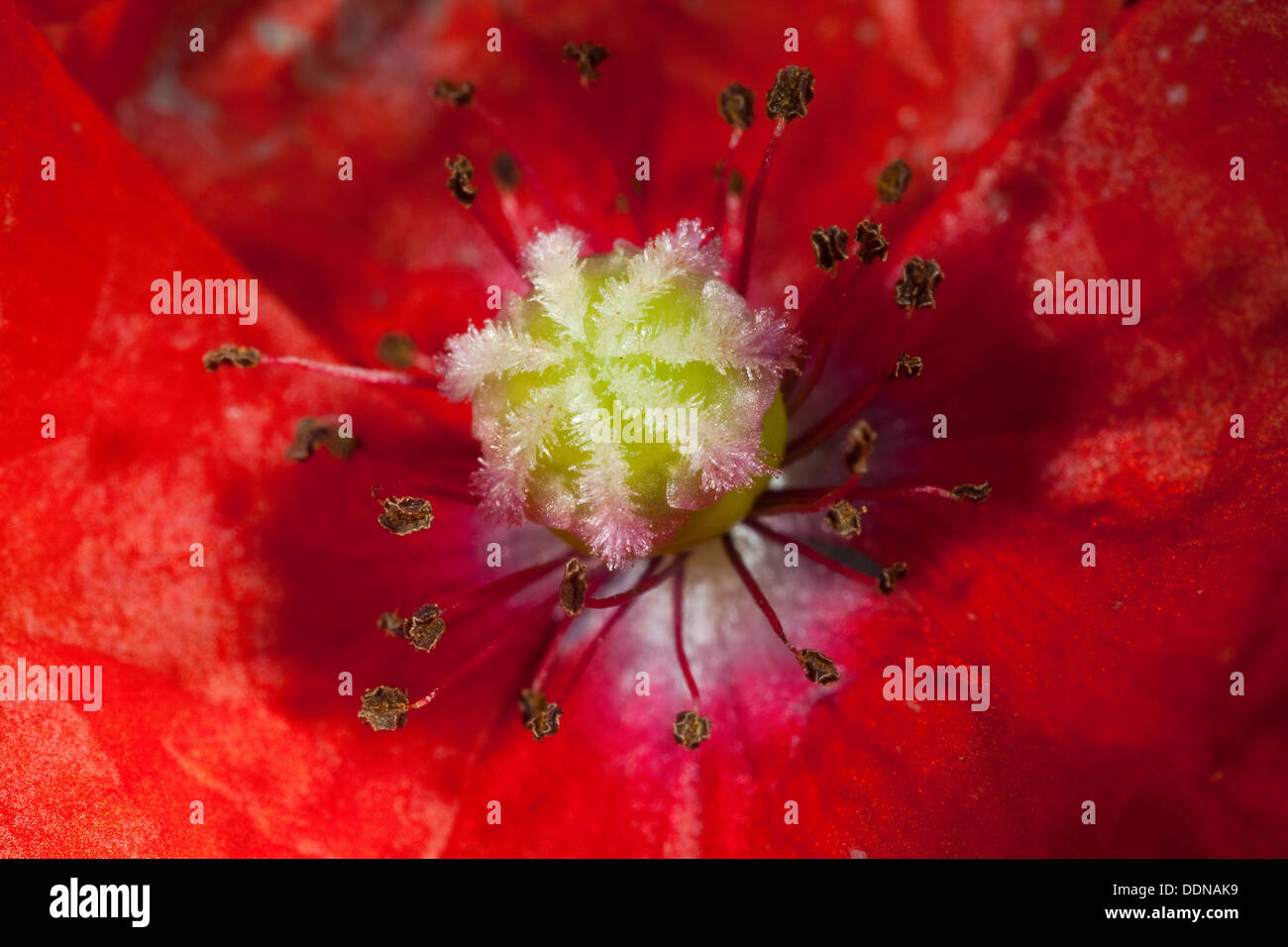 Poppy, Bloom, blossom, Mohn, Blüte mit Stempel, Fruchtknoten Staubbeuteln Narbe, und, Blütenaufbau Blütenökologie, Papaver, Banque D'Images