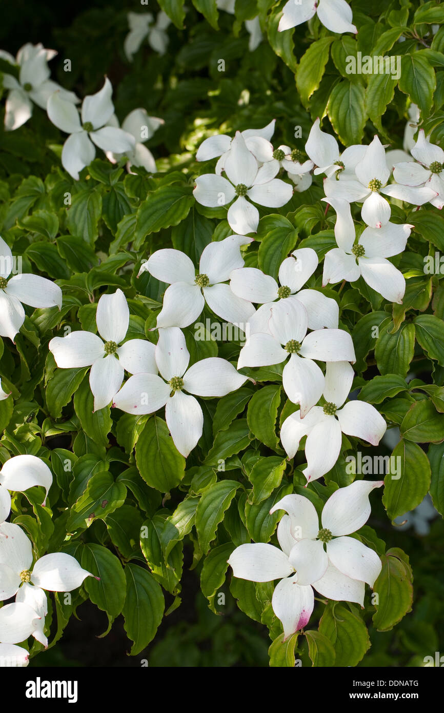 Cornouiller japonais, Japanischer Blumen-Hartriegel, Blumenhartriegel Blüten-Hartriegel Blütenhartriegel, Japanischer, Cornus kousa, Banque D'Images