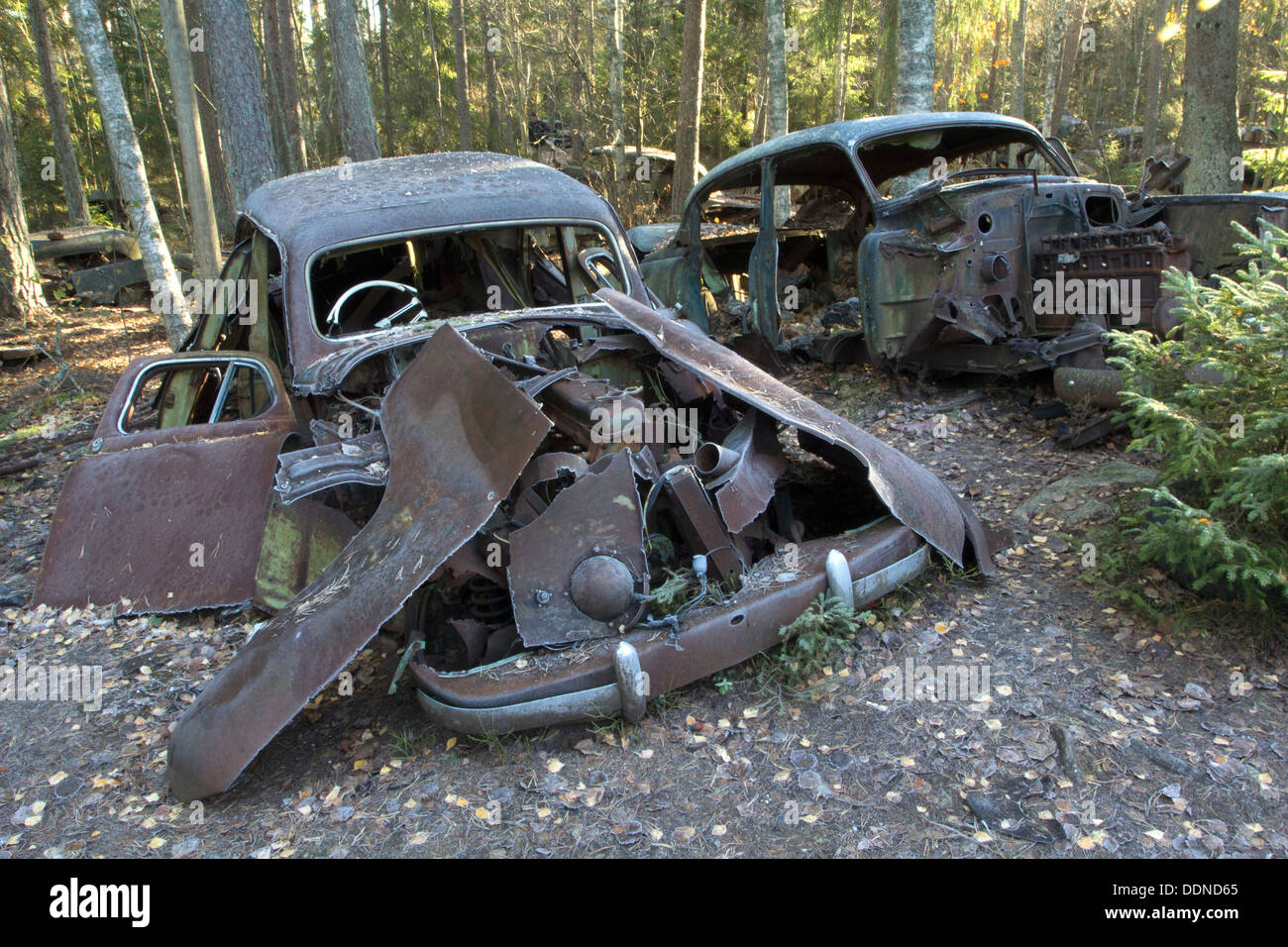 La rouille de vieilles voitures dans un cimetière de voiture dans une forêt Banque D'Images