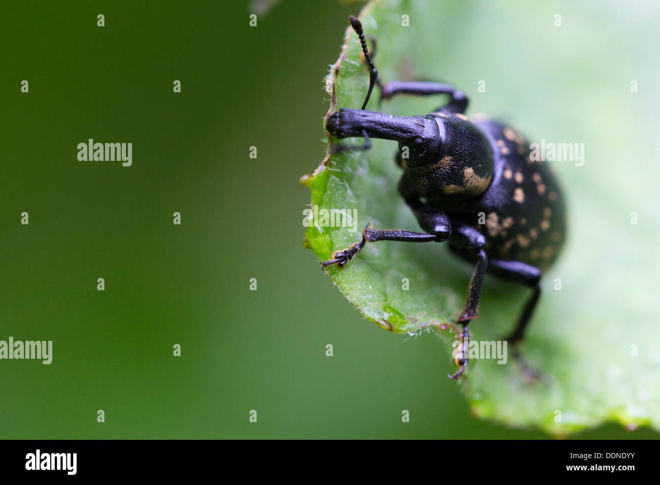 Du tronc, Curculionidae, Wutachschlucht, Forêt-Noire, Bade-Wurtemberg, Allemagne, Europe Banque D'Images