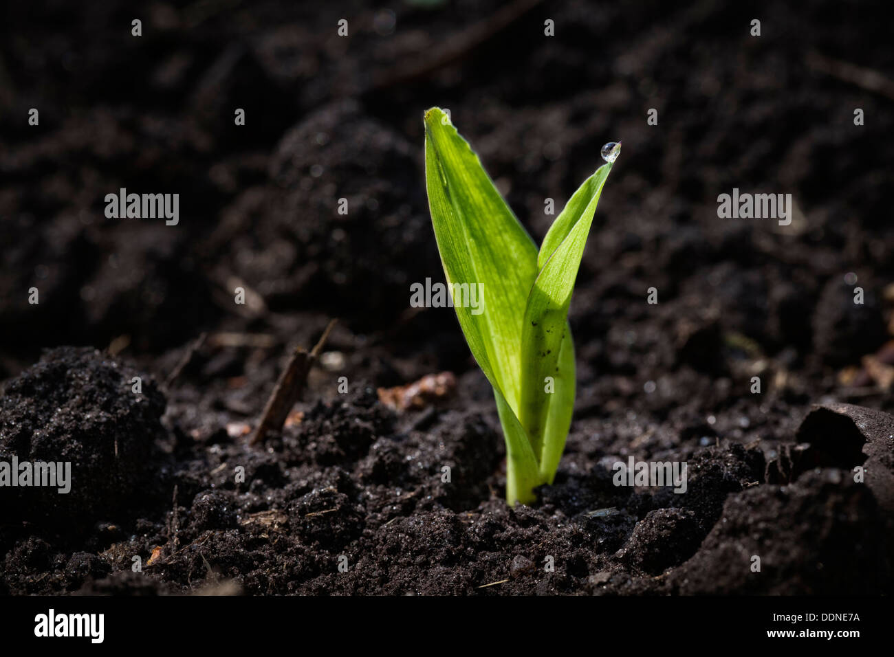 Des semis de plantes de maïs dans le sol Banque D'Images