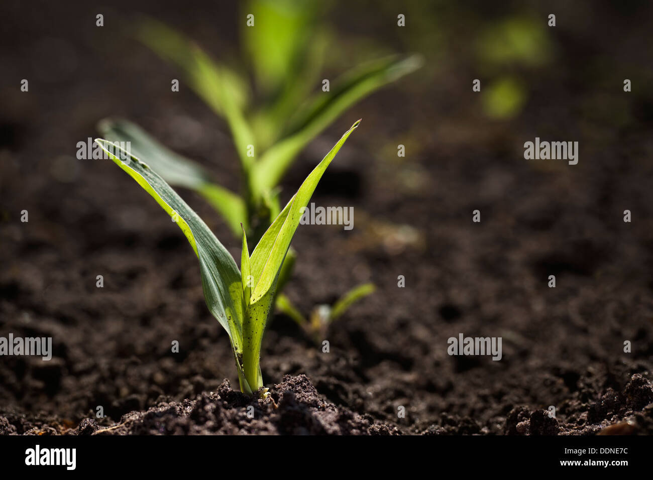 Des semis de plantes de maïs dans le sol Banque D'Images