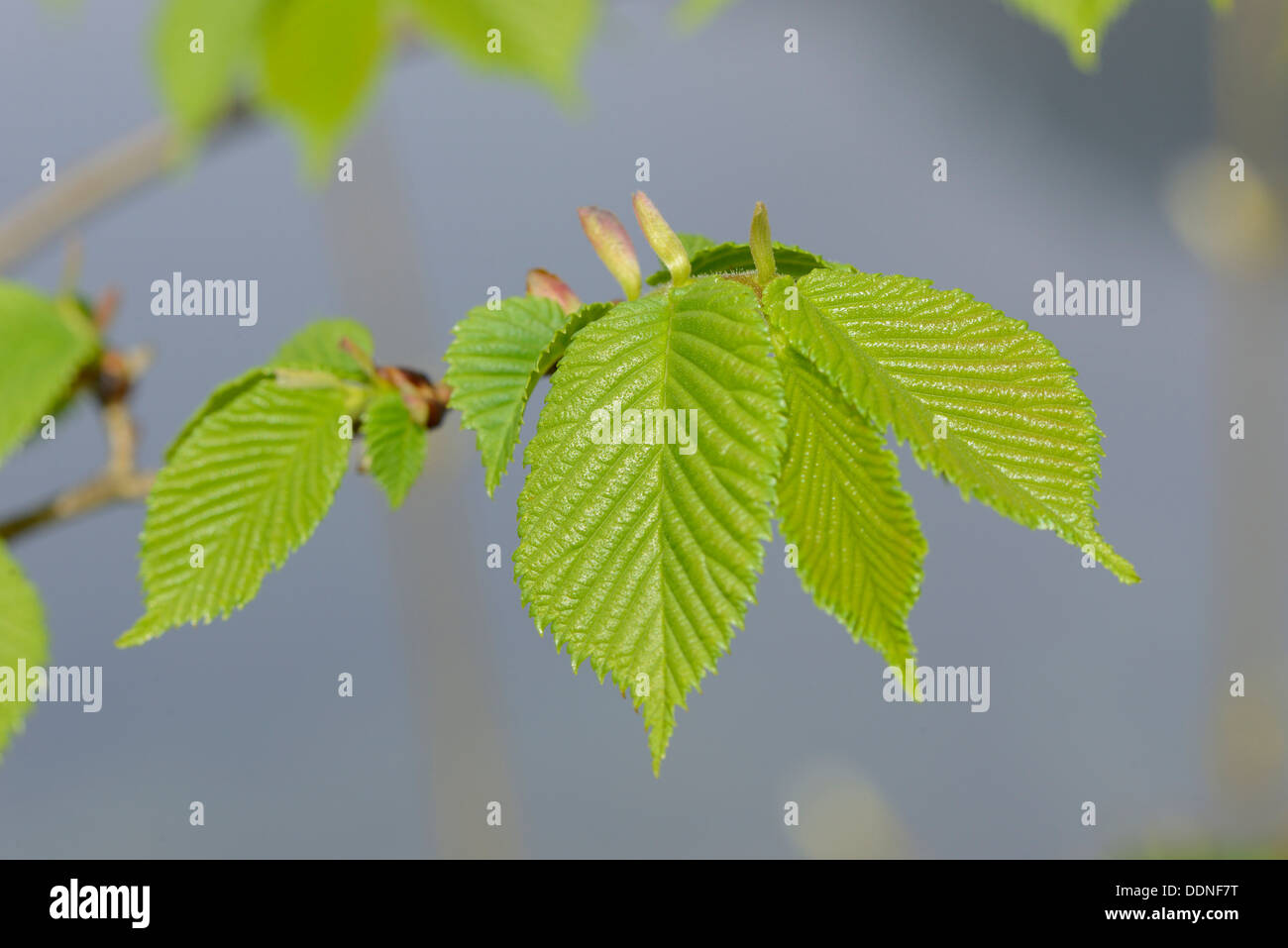 À partir de feuilles d'un hêtre commun (Fagus sylvatica) au printemps Banque D'Images