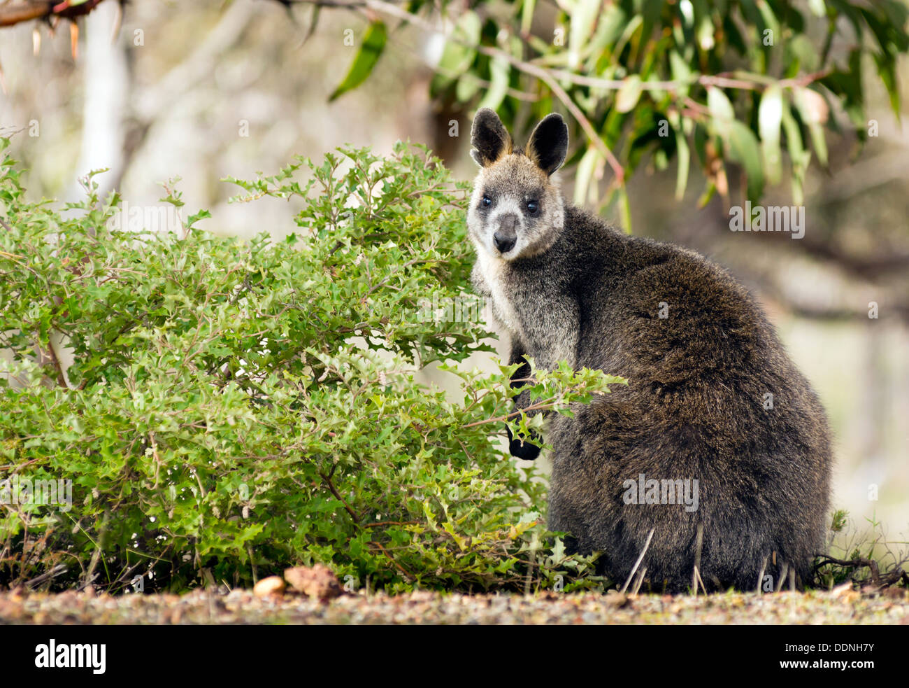 Wallaby australiennes indigènes sauvages dans la région de Victoria Grampians Banque D'Images