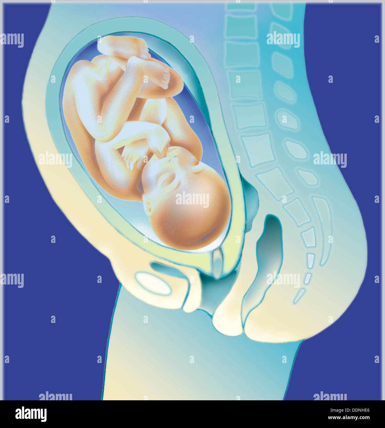 Bebe Dans Le Ventre Photo Stock Alamy