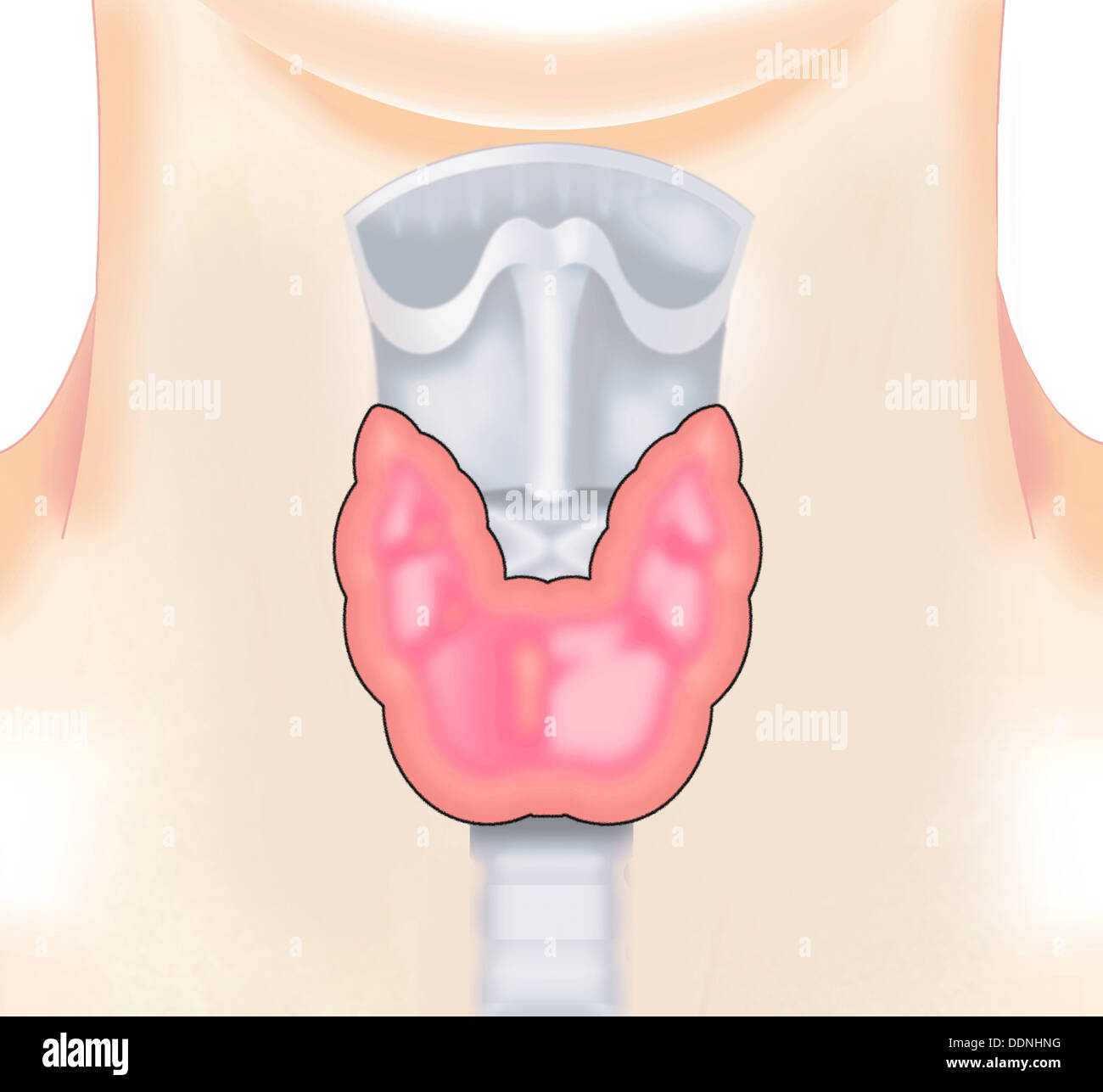 Le larynx et la thyroïde Banque D'Images