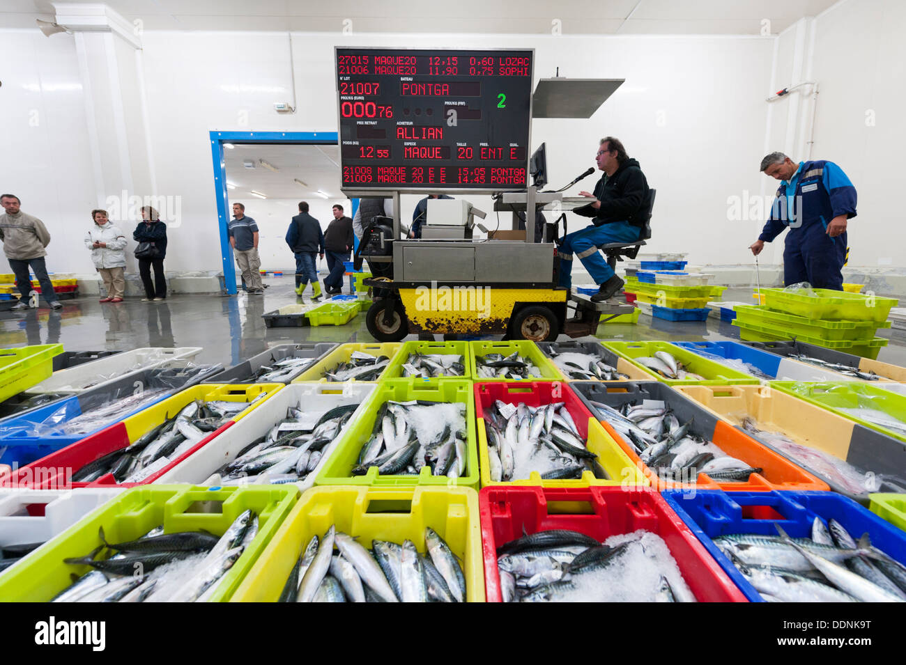 Le marché aux poissons ou crieur public de Concarneau Bretagne France - le troisième plus grand port de pêche en France. Banque D'Images