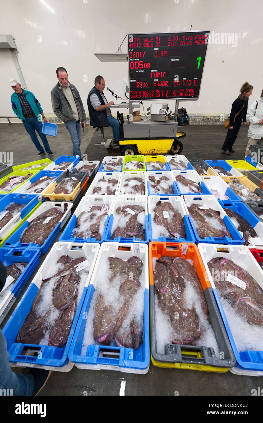 Le marché aux poissons ou crieur public de Concarneau Bretagne France - le troisième plus grand port de pêche en France. Banque D'Images