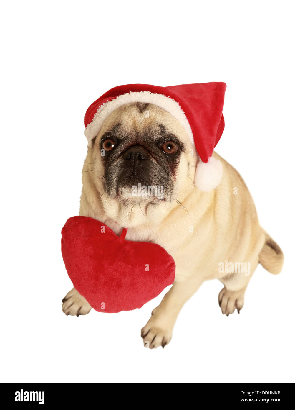 Le PUG et le Père Noël pac, d'une exemption, fond blanc, portant un cœur en peluche autour du cou Banque D'Images