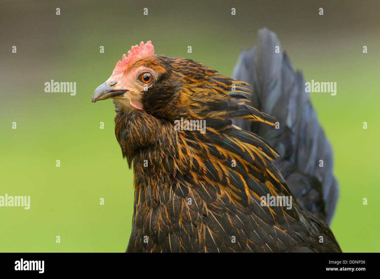 Poulet (Gallus gallus domesticus) hen, portrait Banque D'Images