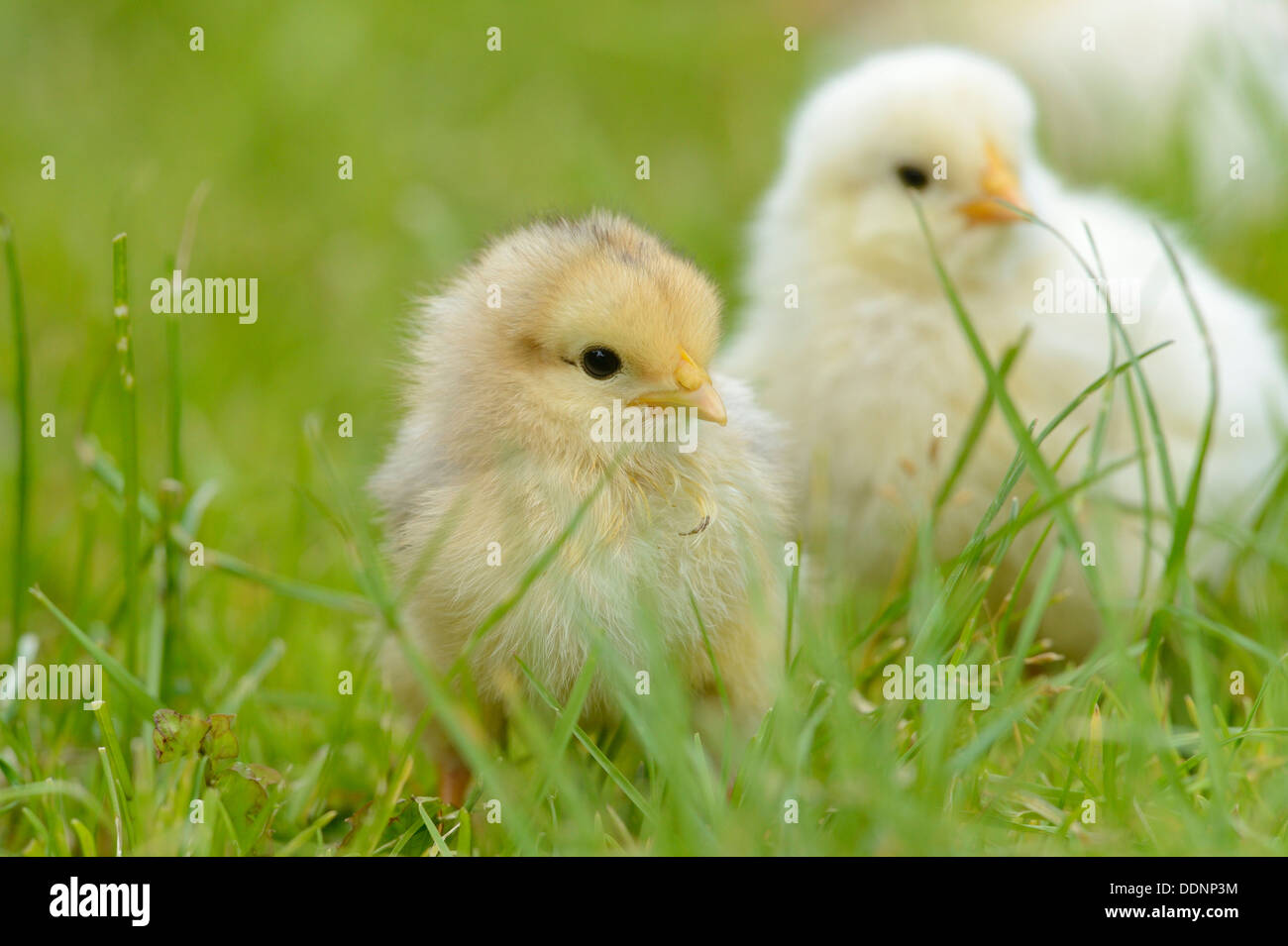 Poulet (Gallus gallus domesticus) oisillons dans un pré au printemps Banque D'Images