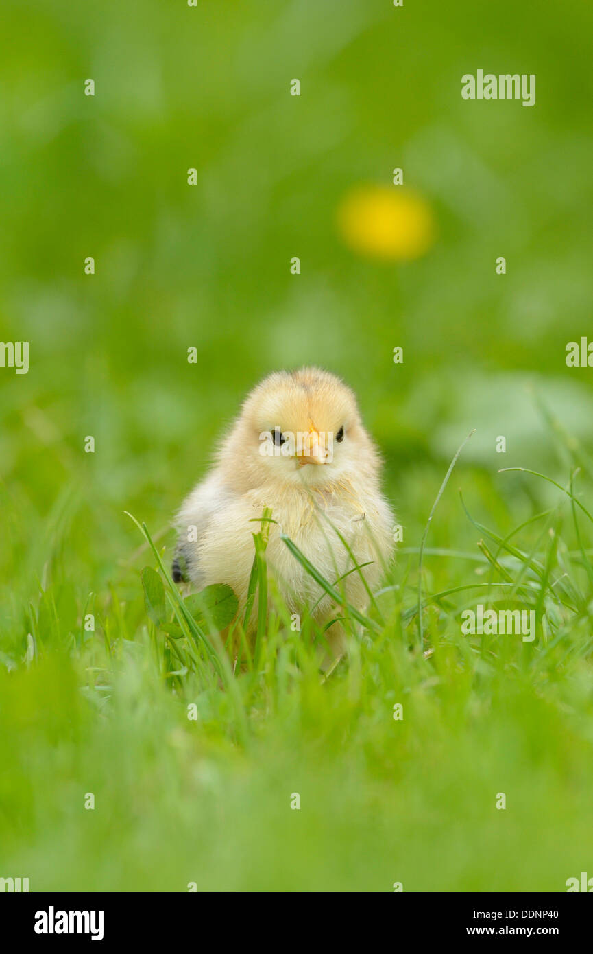 Poulet (Gallus gallus domesticus) chick sur une prairie au printemps Banque D'Images