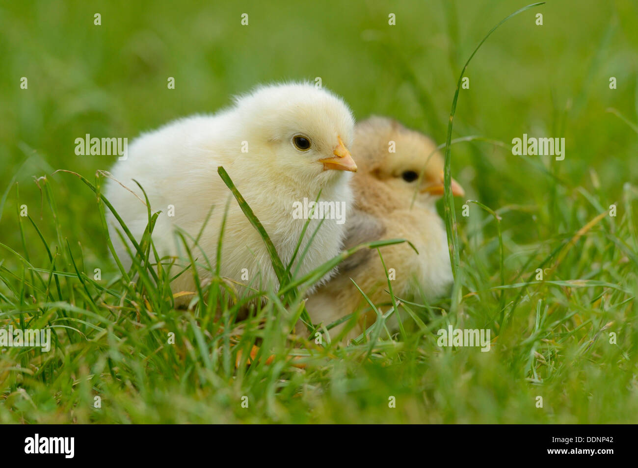 Poulet (Gallus gallus domesticus) oisillons dans un pré au printemps Banque D'Images