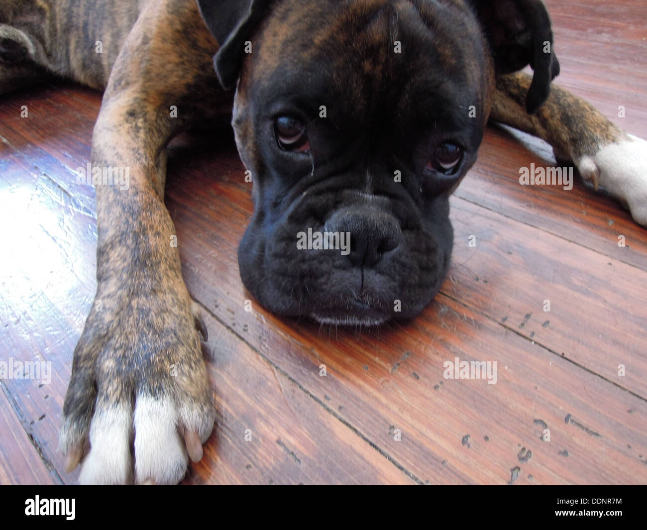 Head shot d'un mignon petit chien boxer couché sur le plancher Banque D'Images