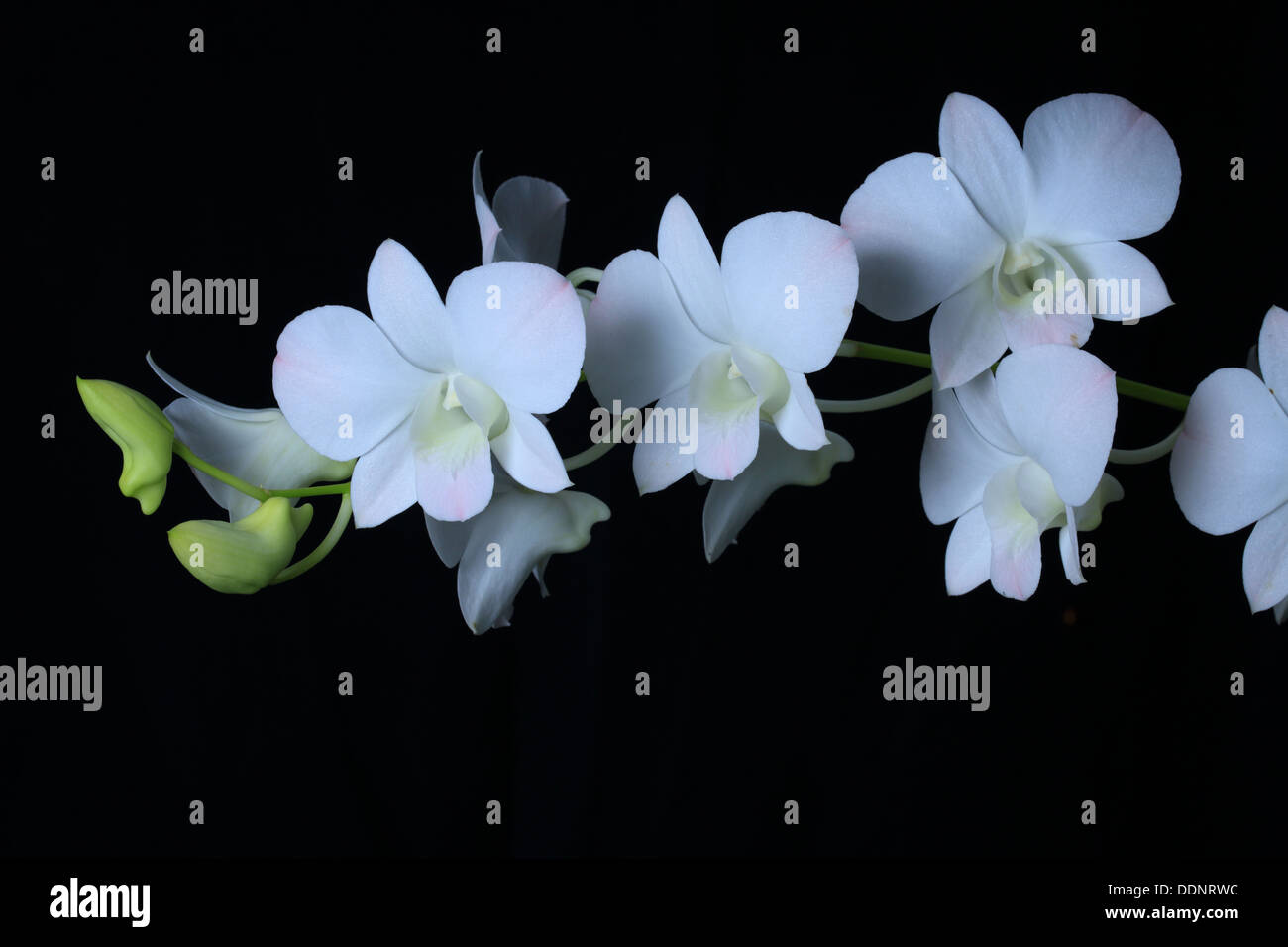 Fleur d'orchidée blanche sur fond noir. Banque D'Images