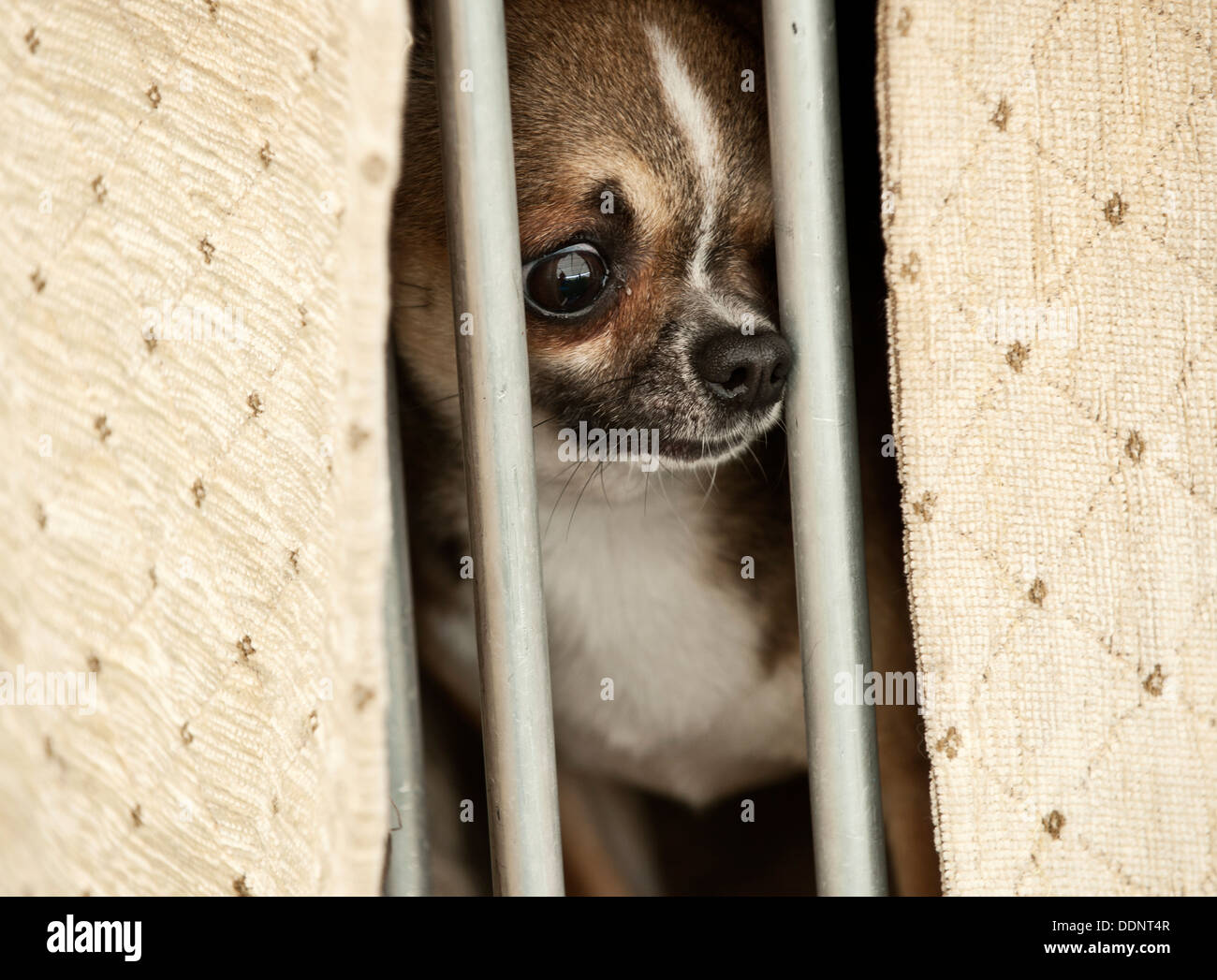 Petit chien en cage Banque D'Images