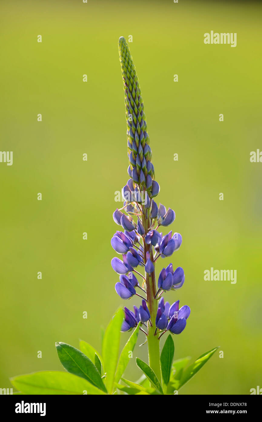 Blue lupin (Lupinus angustifolius) Banque D'Images