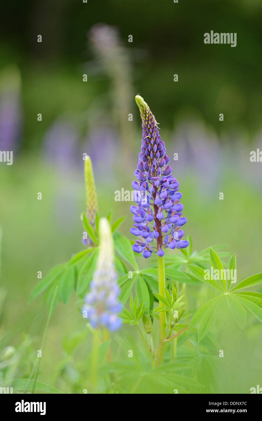 Blue lupin (Lupinus angustifolius) Banque D'Images