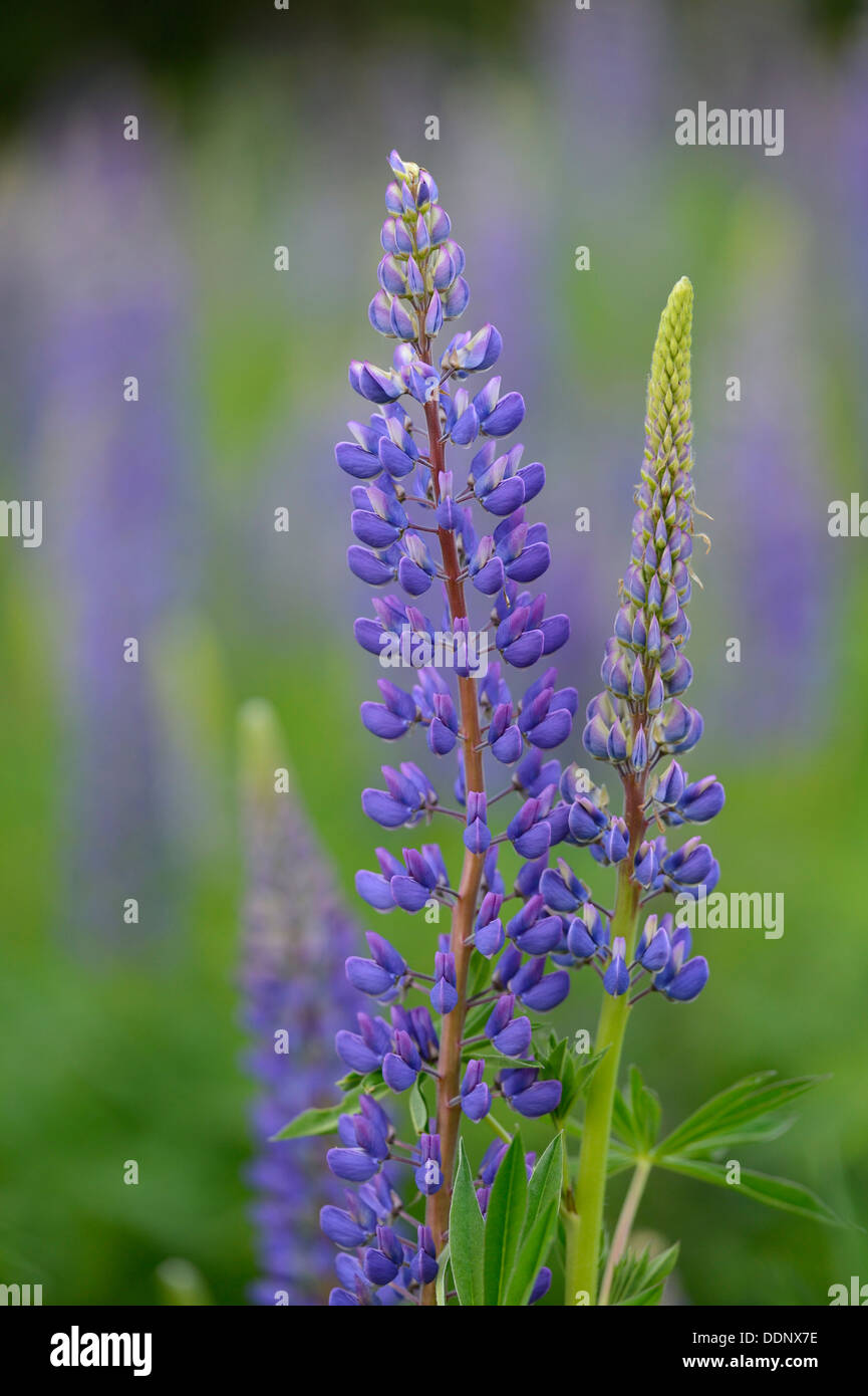 Blue lupin (Lupinus angustifolius) Banque D'Images